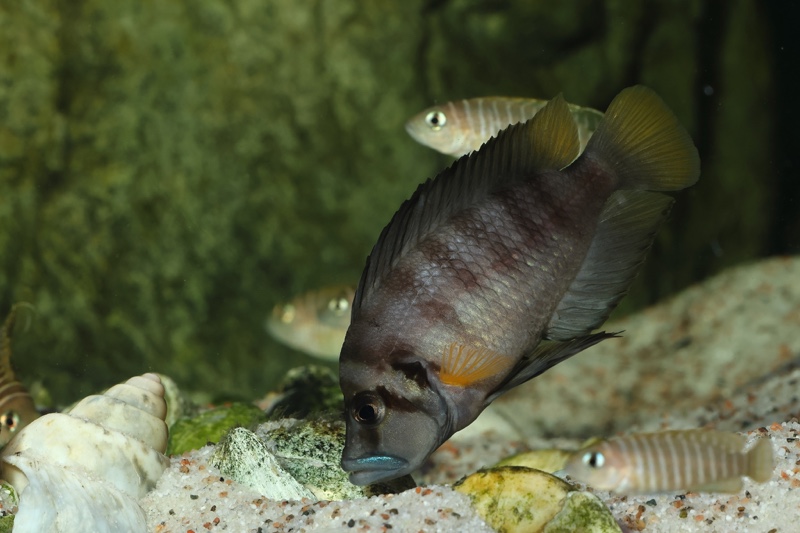 Altolamprologus sp. 'compressiceps shell' Sumbu